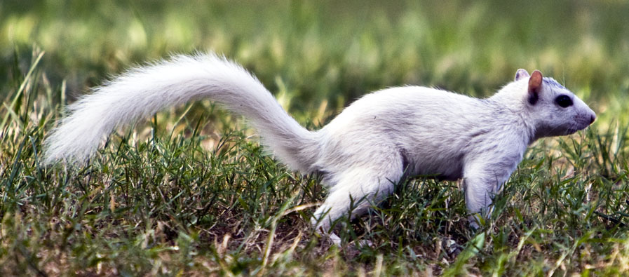 The White Squirrel